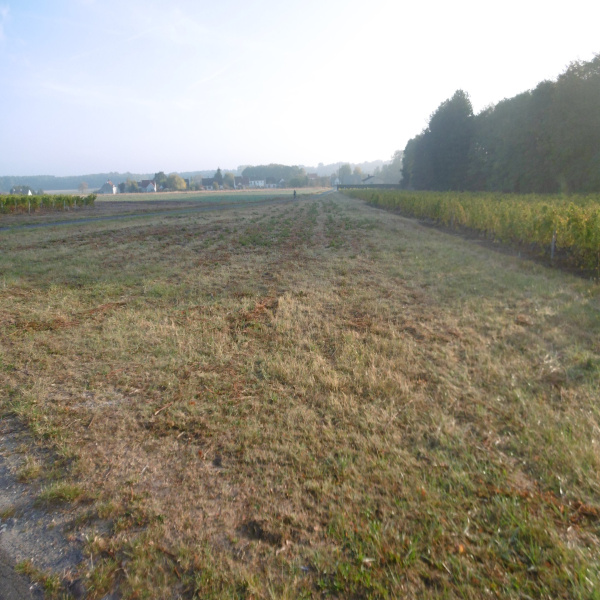 Offres de vente Terrain Saint-Aignan 41110